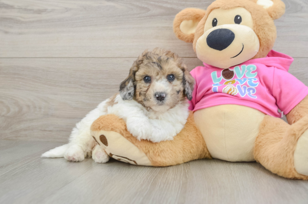 5 week old Poochon Puppy For Sale - Pilesgrove Pups