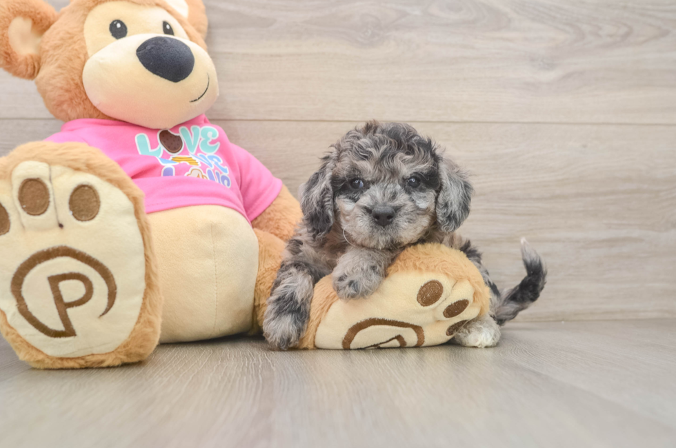 6 week old Poochon Puppy For Sale - Pilesgrove Pups