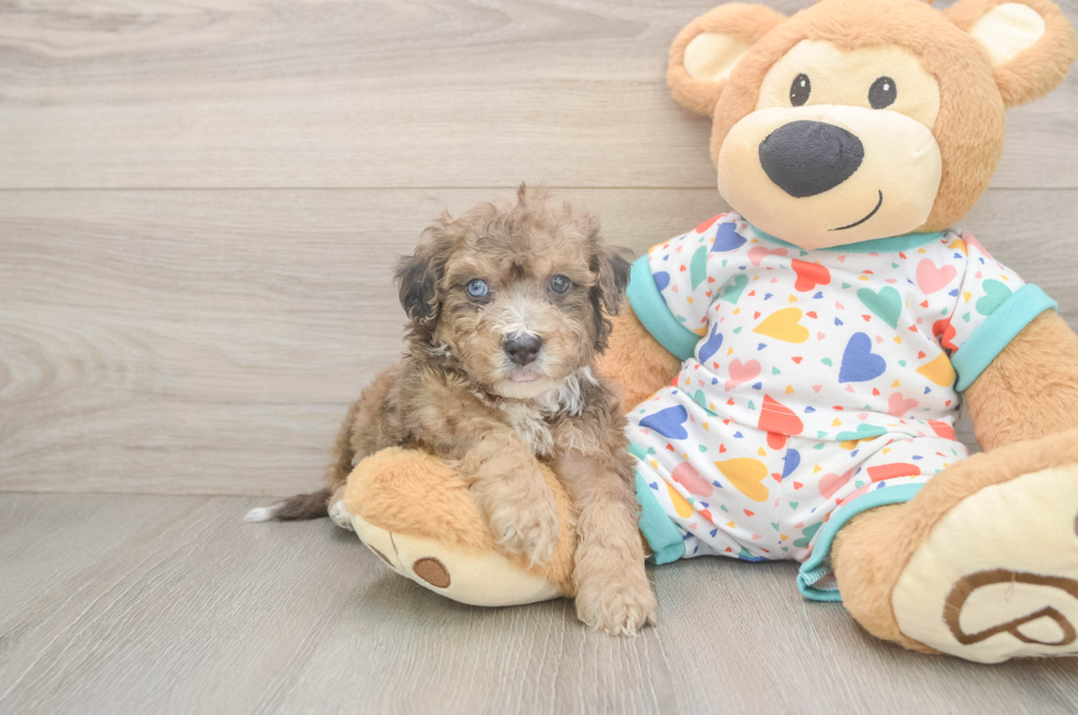 5 week old Poochon Puppy For Sale - Pilesgrove Pups