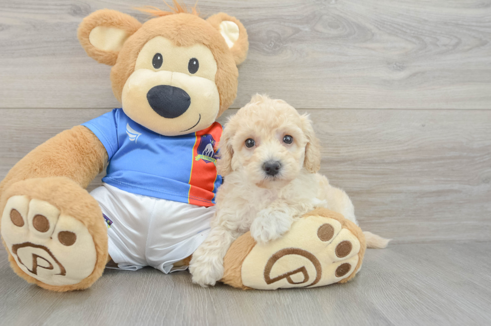 5 week old Poochon Puppy For Sale - Pilesgrove Pups
