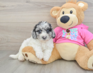7 week old Poochon Puppy For Sale - Pilesgrove Pups