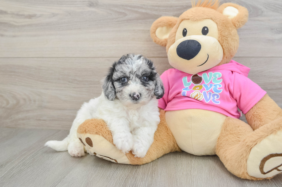 5 week old Poochon Puppy For Sale - Pilesgrove Pups