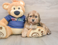 6 week old Poochon Puppy For Sale - Pilesgrove Pups