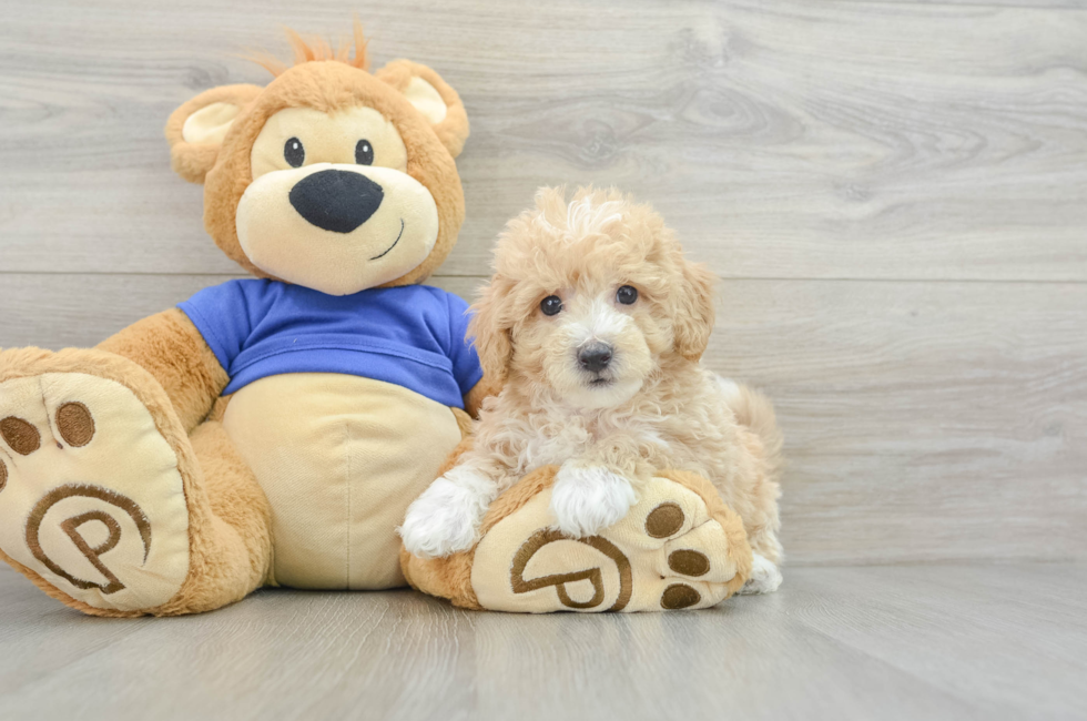 6 week old Poochon Puppy For Sale - Pilesgrove Pups