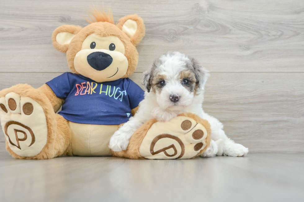 Smart Poochon Poodle Mix Pup