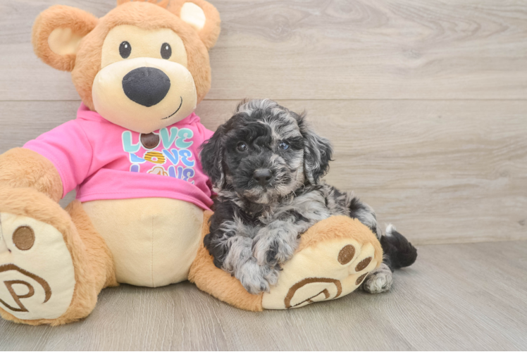 Poochon Puppy for Adoption