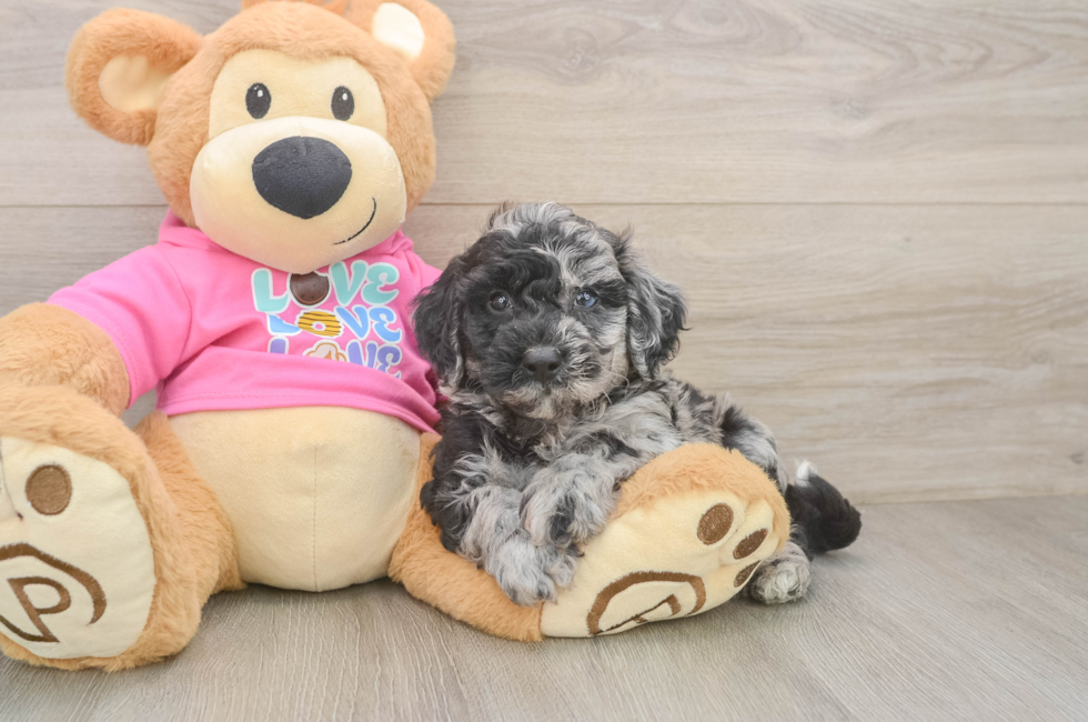 6 week old Poochon Puppy For Sale - Pilesgrove Pups