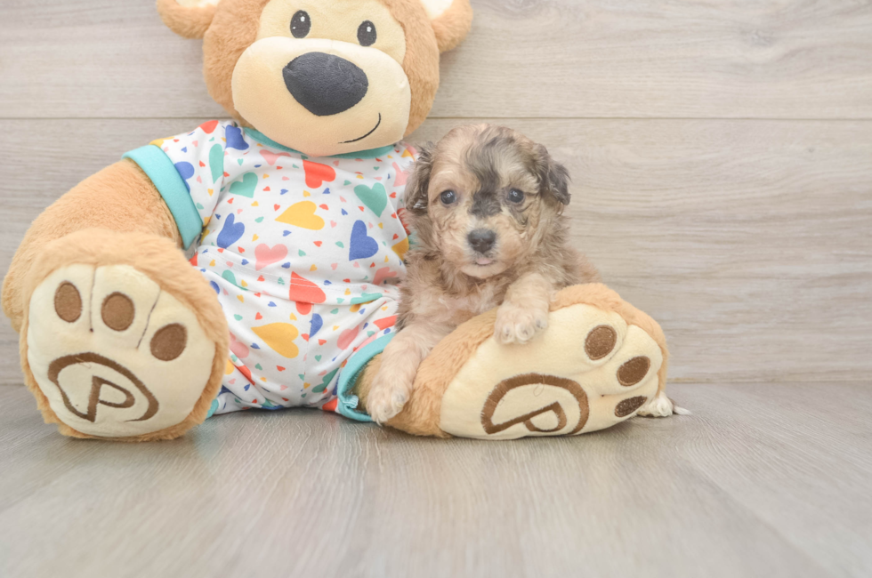 5 week old Poochon Puppy For Sale - Pilesgrove Pups