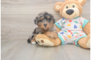 Energetic Bichpoo Poodle Mix Puppy