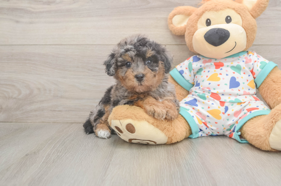 5 week old Poochon Puppy For Sale - Pilesgrove Pups
