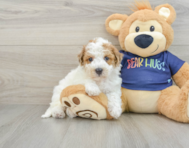 7 week old Poochon Puppy For Sale - Pilesgrove Pups