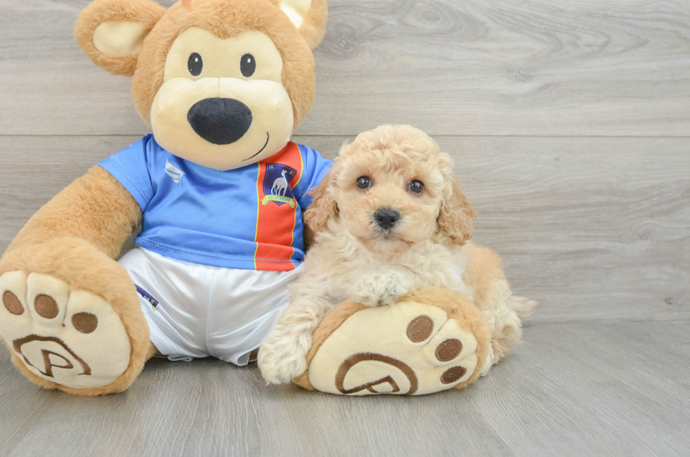 5 week old Poochon Puppy For Sale - Pilesgrove Pups