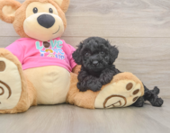 6 week old Poochon Puppy For Sale - Pilesgrove Pups