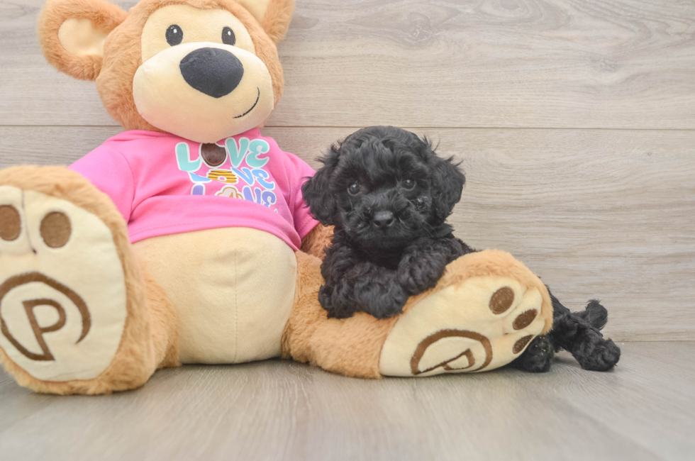 6 week old Poochon Puppy For Sale - Pilesgrove Pups