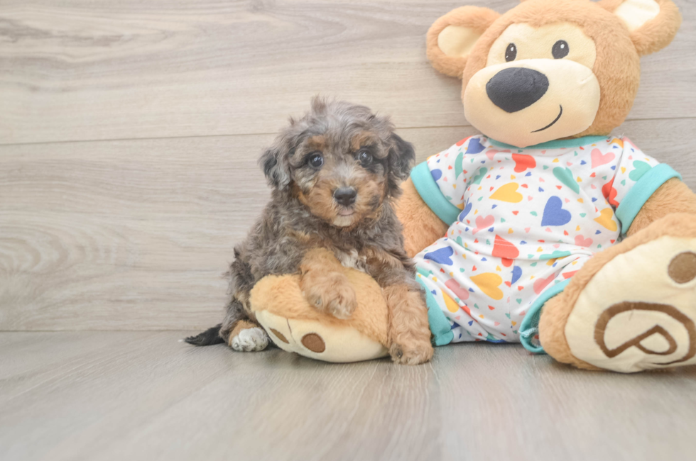 5 week old Poochon Puppy For Sale - Pilesgrove Pups