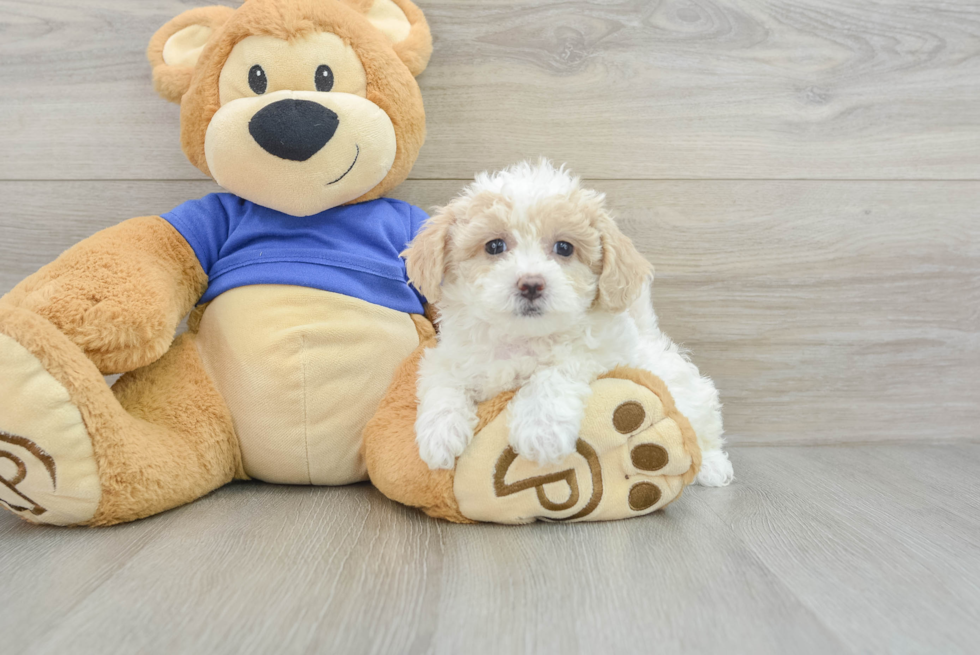 Little Bichpoo Poodle Mix Puppy