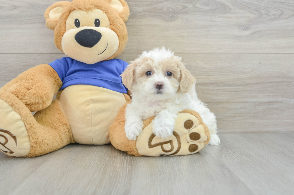 6 week old Poochon Puppy For Sale - Pilesgrove Pups