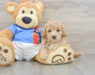 7 week old Poochon Puppy For Sale - Pilesgrove Pups