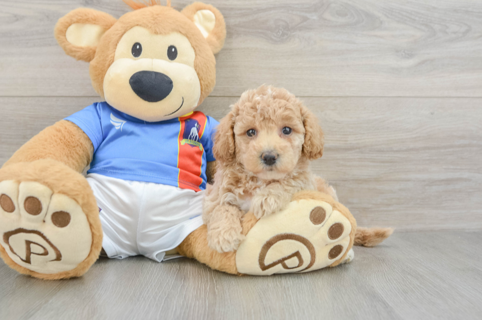 5 week old Poochon Puppy For Sale - Pilesgrove Pups