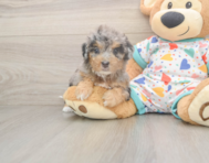 8 week old Poochon Puppy For Sale - Pilesgrove Pups