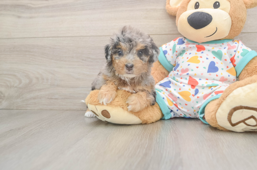 5 week old Poochon Puppy For Sale - Pilesgrove Pups