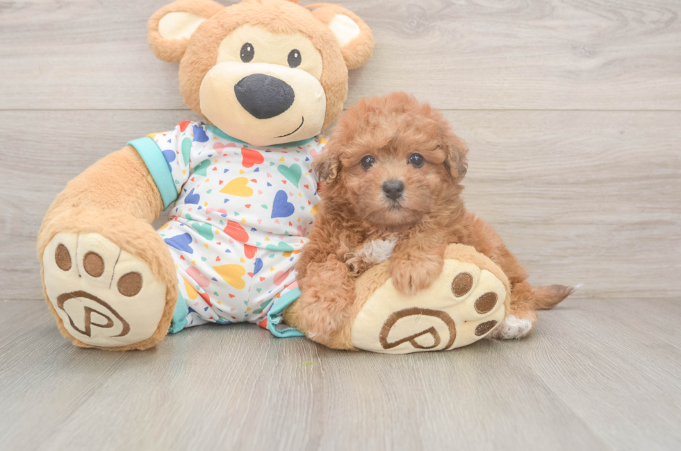 5 week old Poochon Puppy For Sale - Pilesgrove Pups