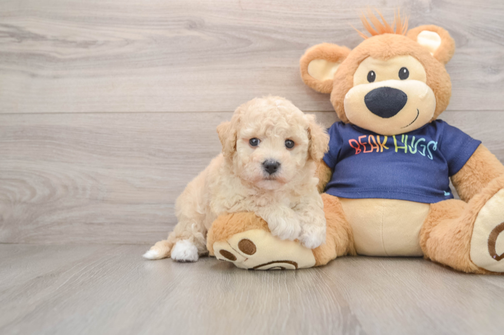 Poochon Puppy for Adoption