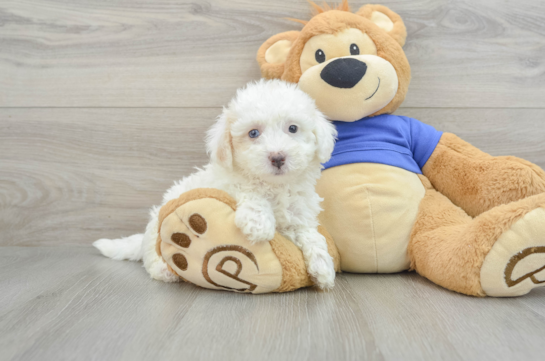 Adorable Bichpoo Poodle Mix Puppy