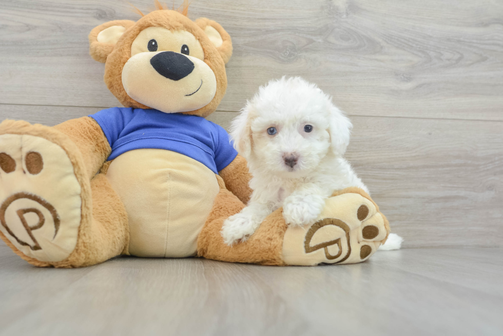 Smart Poochon Poodle Mix Pup