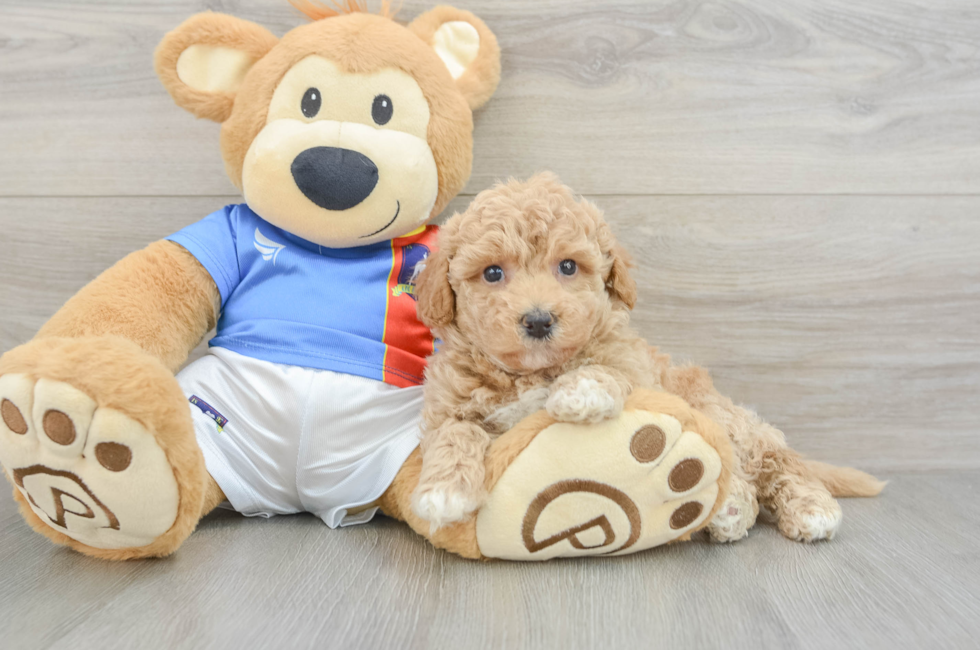 5 week old Poochon Puppy For Sale - Pilesgrove Pups
