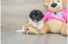 Poochon Pup Being Cute