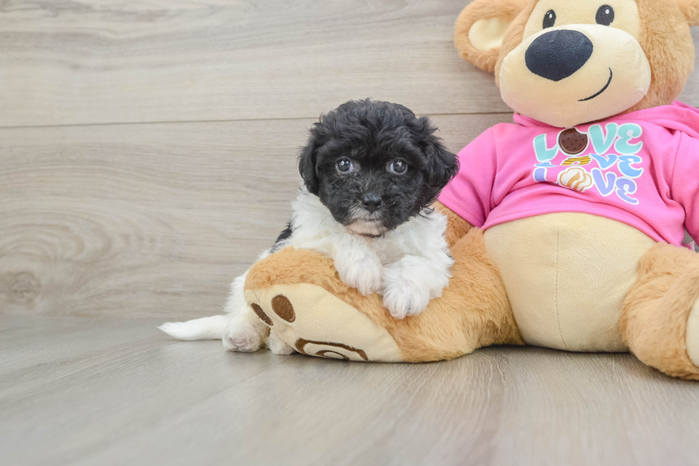 Poochon Pup Being Cute