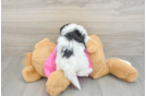 Popular Poochon Poodle Mix Pup