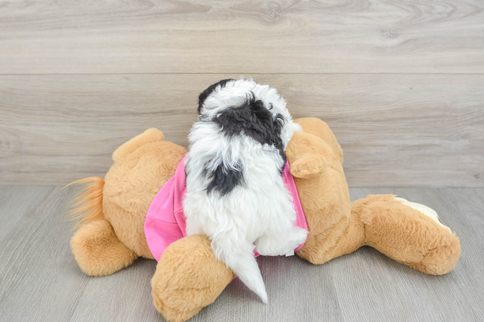 Popular Poochon Poodle Mix Pup