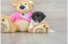 Adorable Bichpoo Poodle Mix Puppy