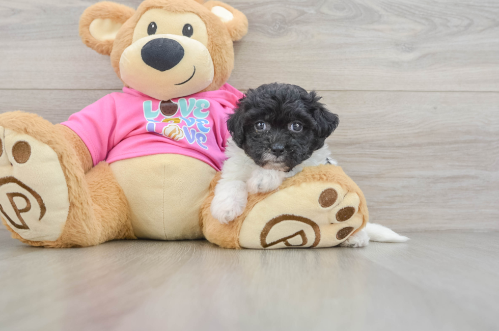 5 week old Poochon Puppy For Sale - Pilesgrove Pups