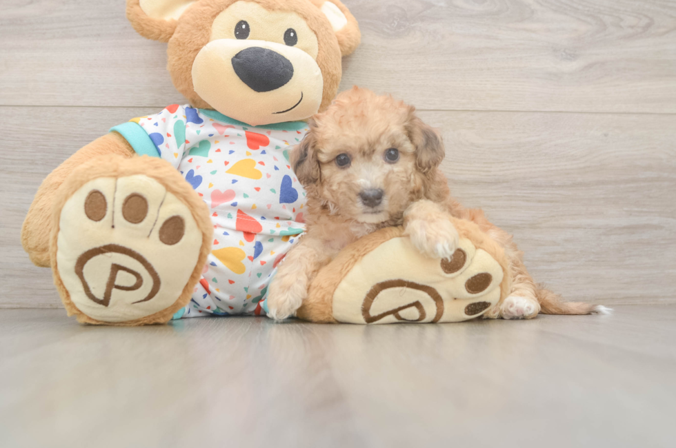 5 week old Poochon Puppy For Sale - Pilesgrove Pups