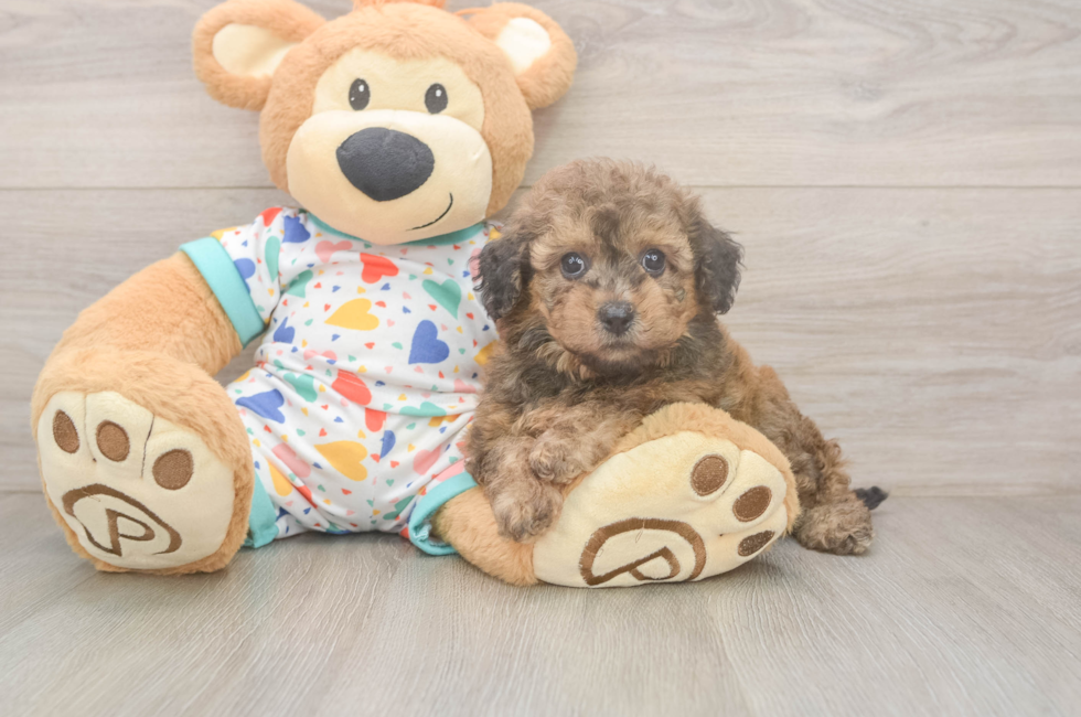 5 week old Poochon Puppy For Sale - Pilesgrove Pups