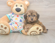 8 week old Poochon Puppy For Sale - Pilesgrove Pups 8 week old Poochon Puppy For Sale - Pilesgrove Pups