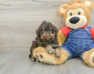 5 week old Poodle Puppy For Sale - Pilesgrove Pups