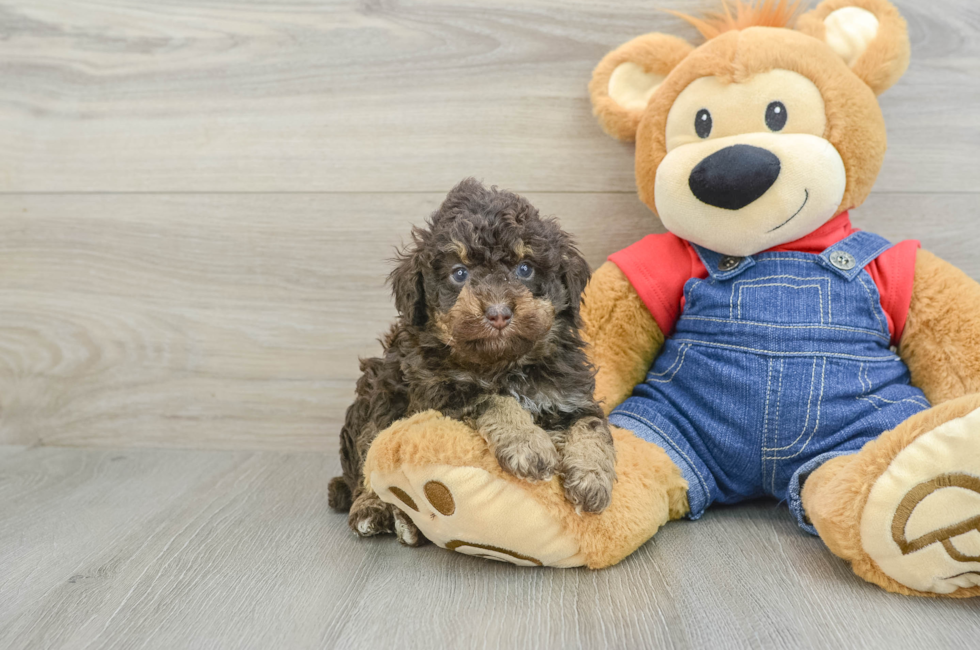 5 week old Poodle Puppy For Sale - Pilesgrove Pups