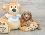 7 week old Poodle Puppy For Sale - Pilesgrove Pups