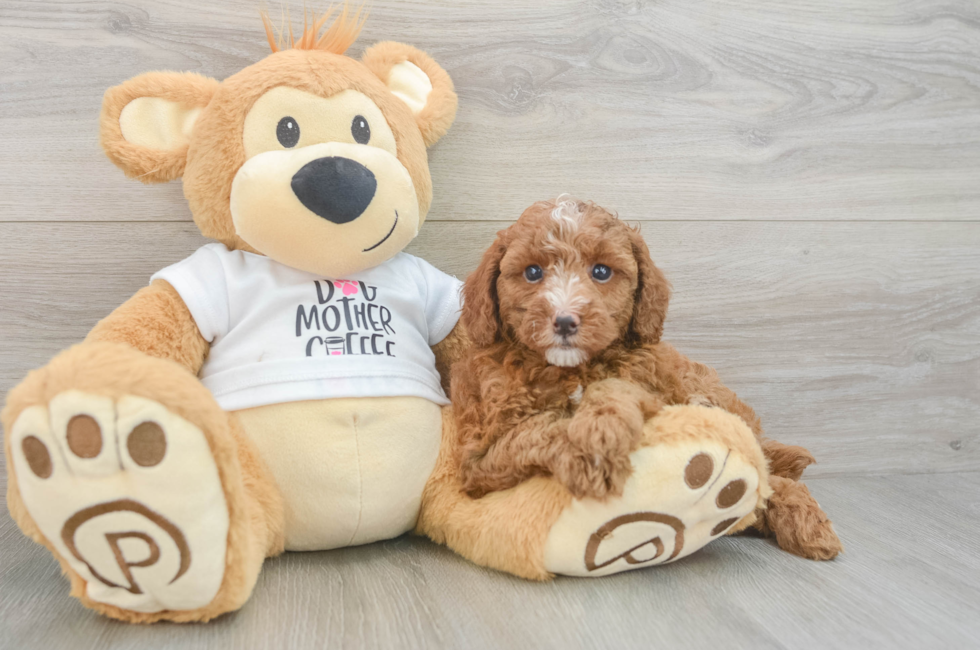 7 week old Poodle Puppy For Sale - Pilesgrove Pups