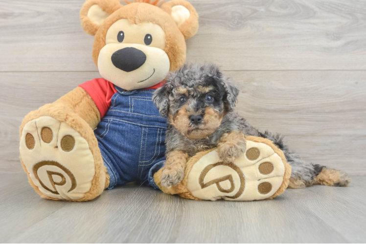 Funny Poodle Purebred Pup