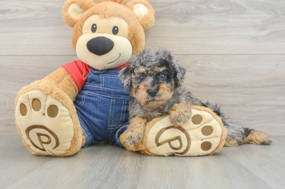 5 week old Poodle Puppy For Sale - Pilesgrove Pups