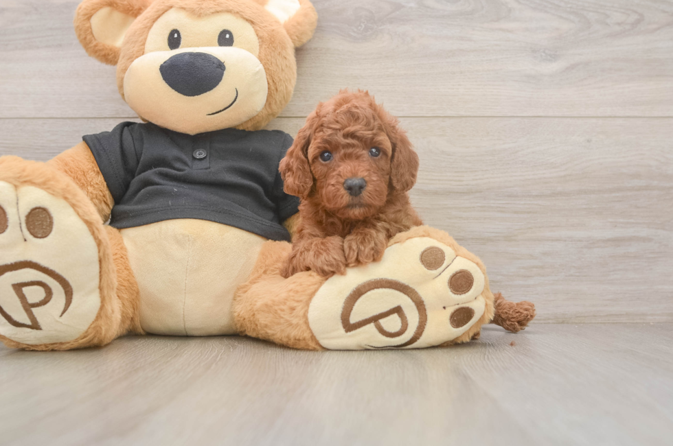 5 week old Poodle Puppy For Sale - Pilesgrove Pups