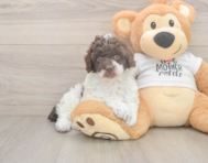 8 week old Poodle Puppy For Sale - Pilesgrove Pups