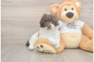 Poodle Pup Being Cute