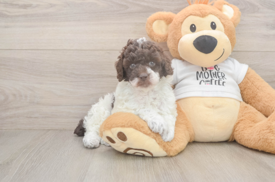 Poodle Pup Being Cute