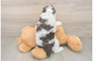 Playful Poodle Purebred Pup